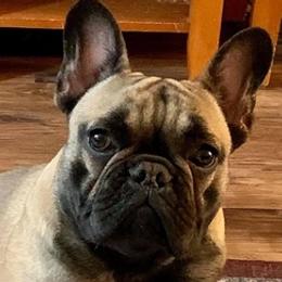 French Bulldogs from Hard Rock Frenchies