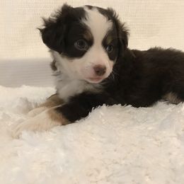 Miniature Australian Shepherd Puppies from Sunset Hill Mini & Toy Aussies