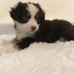 Miniature Australian Shepherd Puppies from Sunset Hill Mini & Toy Aussies