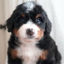 Yvette - Tri-color female Bernedoodle puppy in Folsom, Louisiana from DoodlesFarmCo