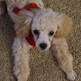 Poodles from Pets First: Dog Breeding, Training & Grooming