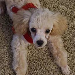 Poodles from Pets First: Dog Breeding, Training & Grooming