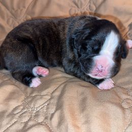 Daphne - Brindle female Boxer puppy in Deland, Florida from Baby Bliss Boxers