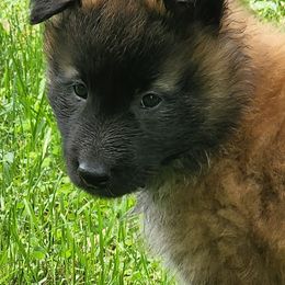 Belgian Tervuren Puppies from Kismet Belgian Tervuren's  owner Angela Ernst