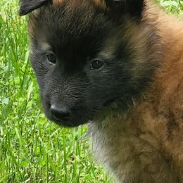 Belgian Tervuren Puppies from Kismet Belgian Tervuren's  owner Angela Ernst