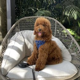 Goldendoodle Puppies from Doodle Paws Az