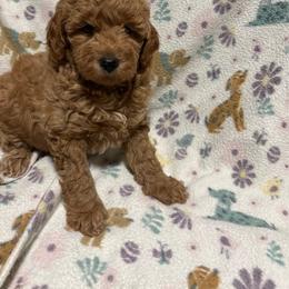 Pink-Mini - Red  female Goldendoodle puppy in Millville, New Jersey from Michelle's Doodles