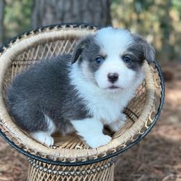 Bluie - Blue female Pembroke Welsh Corgi puppy in Nashville, Arkansas from Whisenhunt Farms