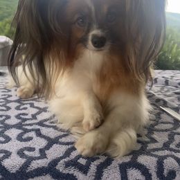 Lilu - Papillon