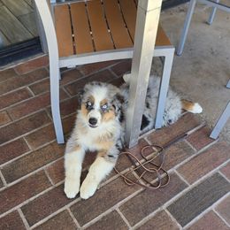 Bruce - Blue merle male Australian Shepherd puppy in Cool, California from Foothill Aussies
