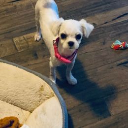 Aspen - Maltese