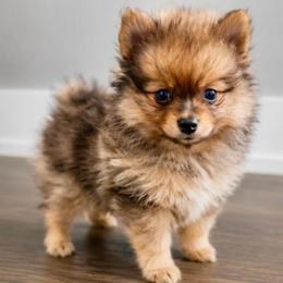 Opalite - Ready Now - Chocolate merle female Pomeranian puppy in New Lenox, Illinois from Illinois Poms