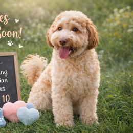 Hazel - Australian Labradoodle