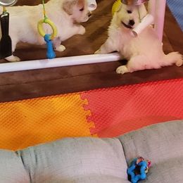 Golden Retriever Puppies from Carlins Goldens