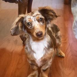 Lexi - Dachshund