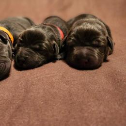 Orange - Black male Labrador Retriever puppy in Anderson, Texas from TLS Retrievers
