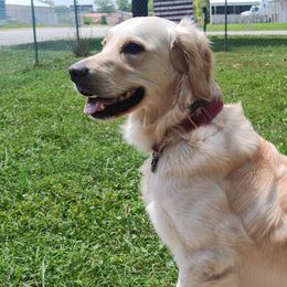 Golden Retrievers from High Road Golden Retrievers