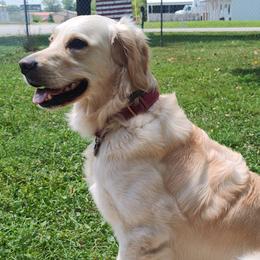 Golden Retrievers from High Road Golden Retrievers