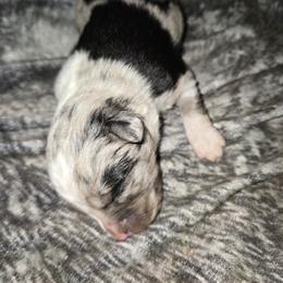 Spruce - Blue merle male Miniature Australian Shepherd puppy in Arlington, Texas from CopperHead Aussies