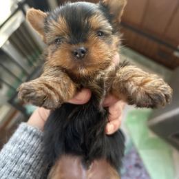 Nick - Black and tan male Yorkshire Terrier puppy in Hardeeville, South Carolina from Pups of the Lowcountry
