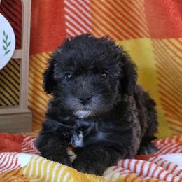 Natasha - Black female Schnoodle puppy in Novinger, Missouri from Stormi Sky Schnoodles