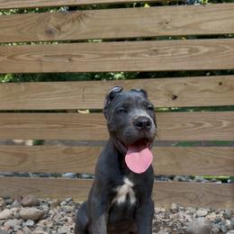 Gray Male 3 - Gray male Cane Corso puppy in Knoxville, Tennessee from Crowned Corso