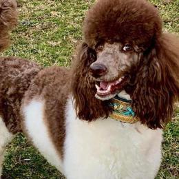 Poodles from Wagnarok Poodles