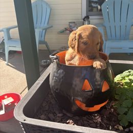 Patsy - Purple - Dark golden female Golden Retriever puppy in Cheyenne, Wyoming from Battlemountain Kennels