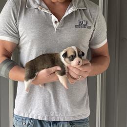 Maddy - Female 1 - Fawn female Pembroke Welsh Corgi puppy in Jefferson, South Carolina from Blue Creek Farms