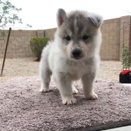 Siberian Husky Puppies from Umunhum