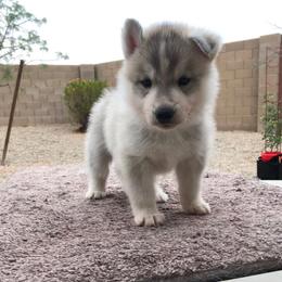 Siberian Husky Puppies from Umunhum