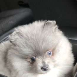 Pomeranian Puppies from Precious Puff Poms