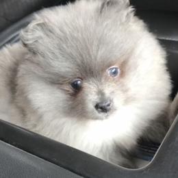 Pomeranian Puppies from Precious Puff Poms