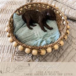 Camper - Chocolate male Goldendoodle puppy in Soddy Daisy, Tennessee from The W Doods