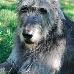 Irish Wolfhound All Grown Up from Ierne Irish Wolfhounds