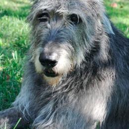 Irish Wolfhound All Grown Up from Ierne Irish Wolfhounds