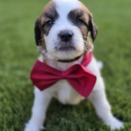 Boy 1 - male Saint Berdoodle puppy in Menifee, California from Royal Saint Bernards