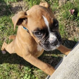 Boxers from Foulk's Boxer Puppies
