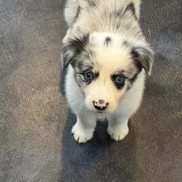 Girl 2 - female Border Collie puppy in Camano Island, Washington from Midnight Border Collies