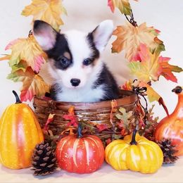 American Corgi and Pembroke Welsh Corgi Puppies from Whimsical Treasure Corgis
