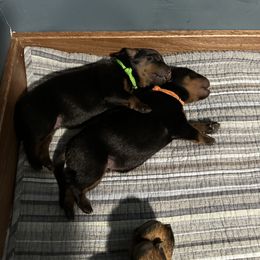 Rottweiler Puppies from Khaotic Rottweilers