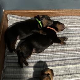 Rottweiler Puppies from Khaotic Rottweilers