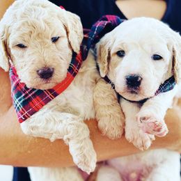 Goldendoodles from Legacy Goldendoodles