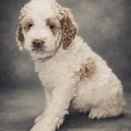 Doc - Calm Cream Parti Teddy Bear Mini Goldendoodle Boy - Cream male Goldendoodle puppy in Lancaster, California from Kid's Best Doodle