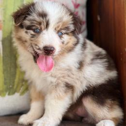Miniature Australian Shepherd Puppies from Aussies Acre
