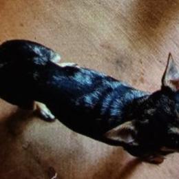 Chihuahuas and Shiba Inu from Tenderheart Kennels