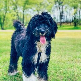 Bernedoodle Puppies from Natchez Trace Doodles