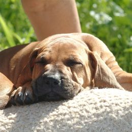 Rhodesian Ridgeback Puppies from Ukukhanya Ridgebacks