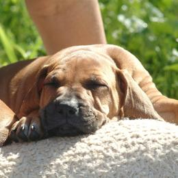 Rhodesian Ridgeback Puppies from Ukukhanya Ridgebacks