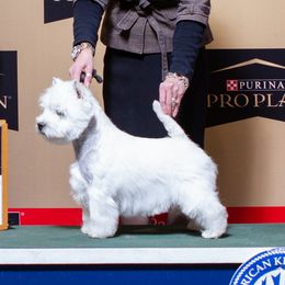 Excel - West Highland White Terrier